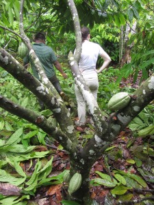 Pruning cacao 