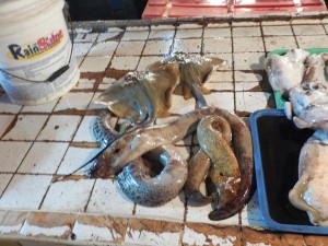 Eel and Rays available at Olongapo Fish Market