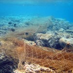 fishing-net-covers-coral-reef