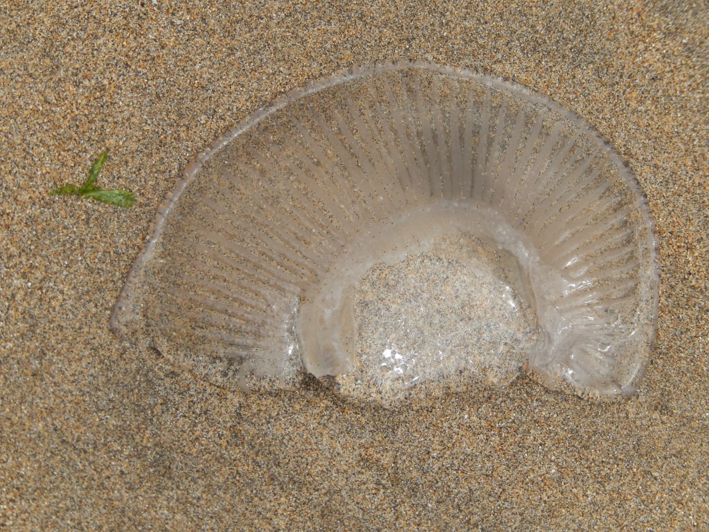 Washed up Jellies