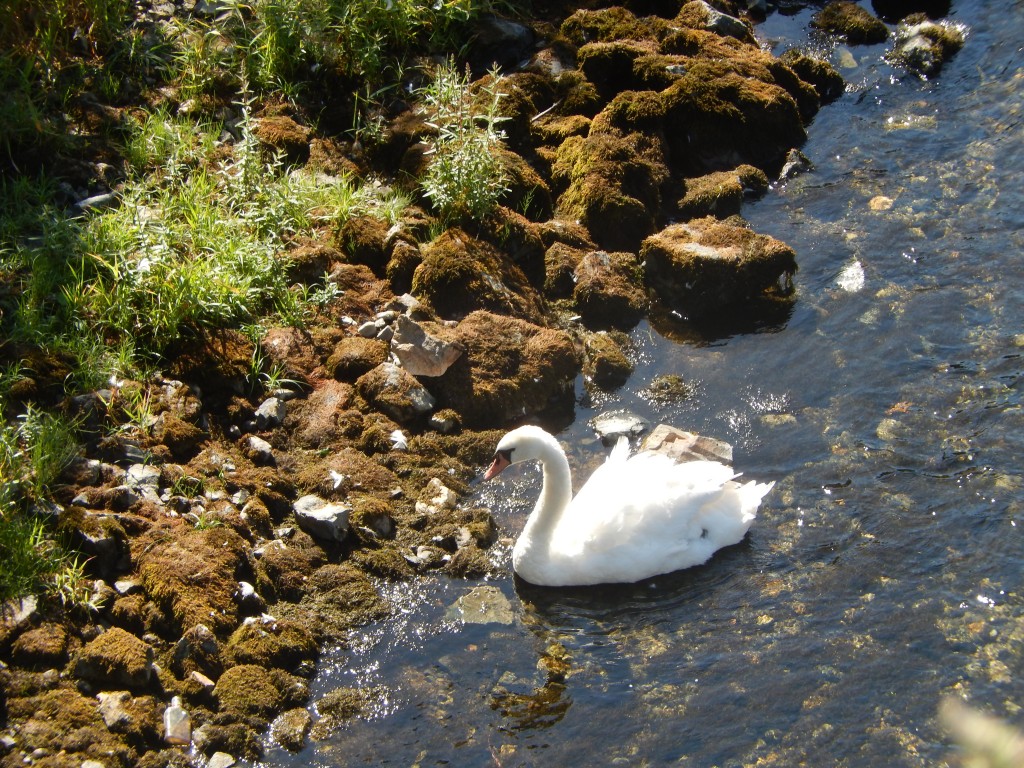 Swan in the Lower Corrib River
