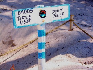 Camino de Tortugas, Akumal