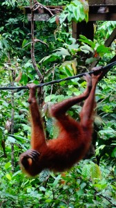 Orangutan at a rehabilitation center