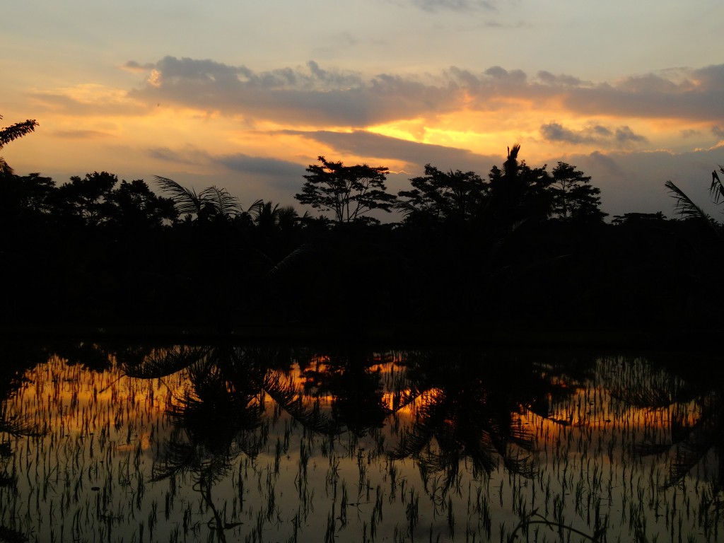Sunset over the rice fields of Ubud