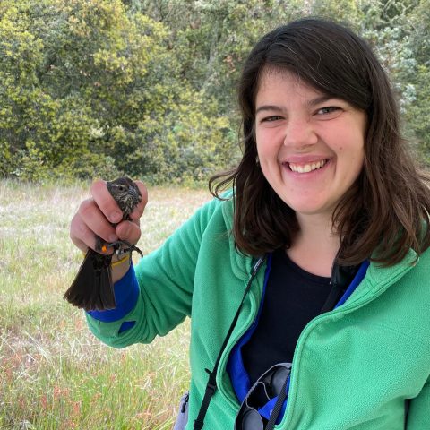 Ellie Oliver conducting the banding and release method on a Tri-colored Blackbird.
