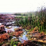 water treatment wetland
